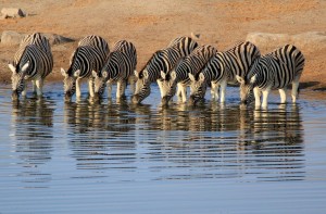 belonging to a group, herd, tribe