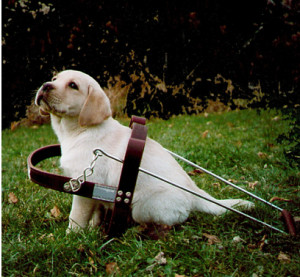Guide dog pup