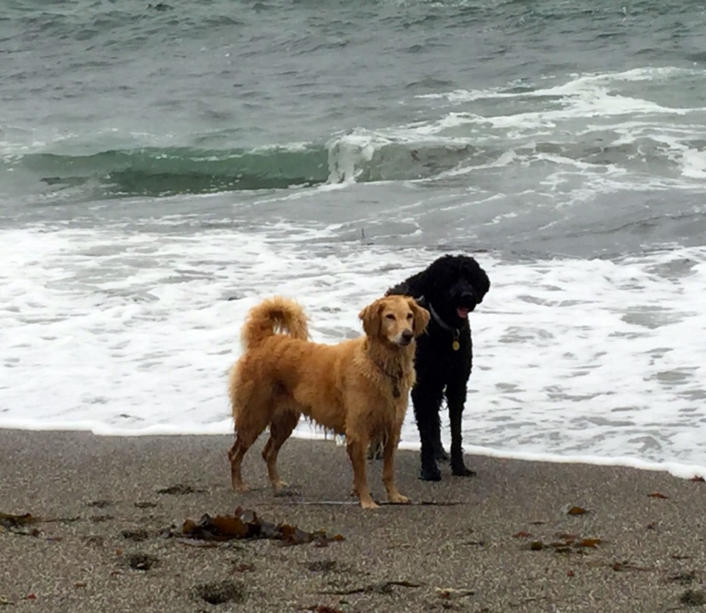 dog-beach-iii