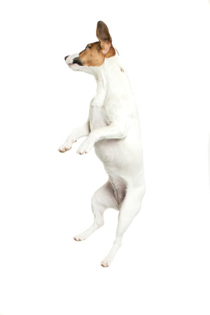 28490139 - little dog jumping on white